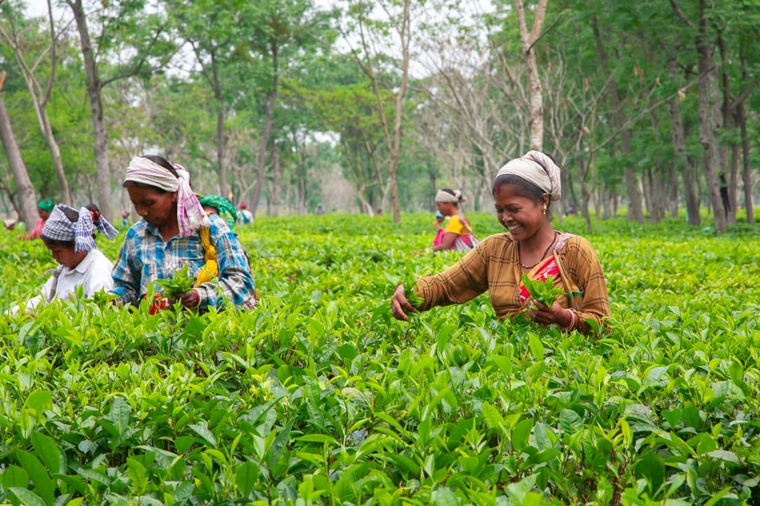 Women working in tea garden